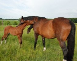 broodmare Shamrock I (Holsteiner, 2002, from Canturo)