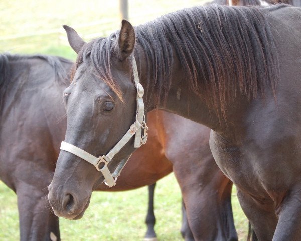 horse Clooney (Holsteiner, 2002)