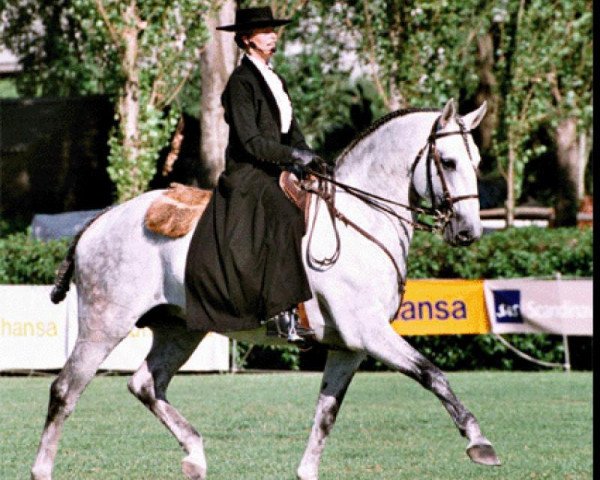 stallion Hostil (Lusitano, 1989, from Zico)
