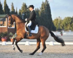 dressage horse Der Clou (Hanoverian, 1999, from De Niro)