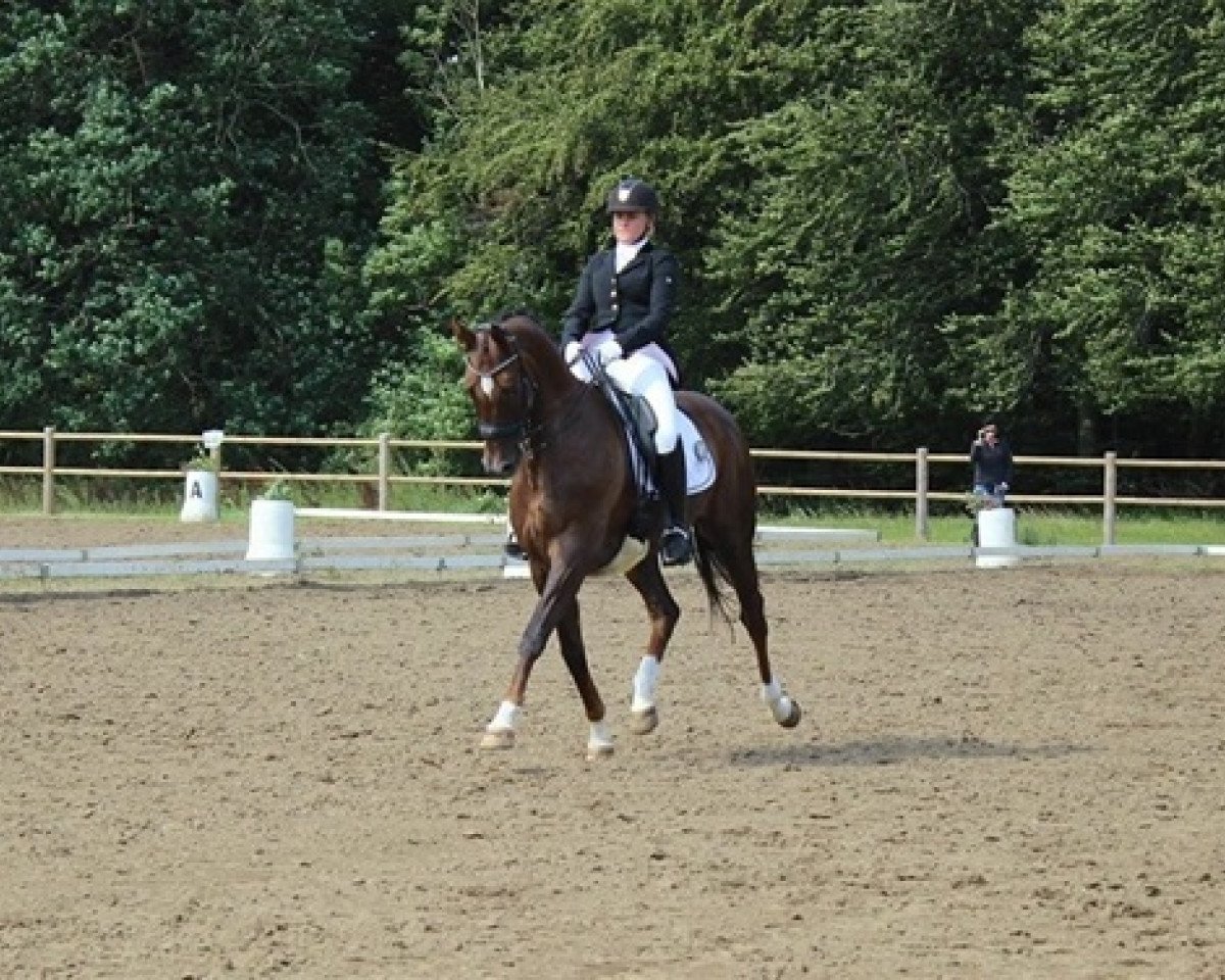 dressage horse Brandtoftes Sjubell (Danish Warmblood, 2006, from Don Juan 159)