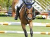 jumper Casper 297 (Oldenburg show jumper, 2007, from Böckmanns Lazio)