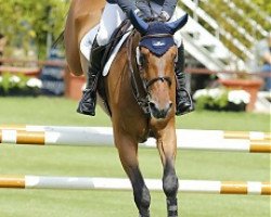 jumper Casper 297 (Oldenburg show jumper, 2007, from Böckmanns Lazio)