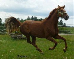 broodmare Diva Diabola (Hanoverian, 2005, from Don Vino)