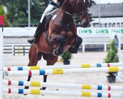 jumper Shangrun (Hanoverian, 2006, from Sandro Hit)