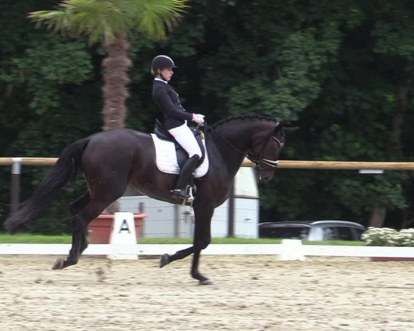 Reitturnier Halver 2020