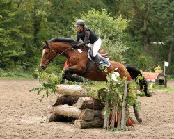 jumper Barina 39 (Hessian Warmblood, 2005, from Barkeeper)