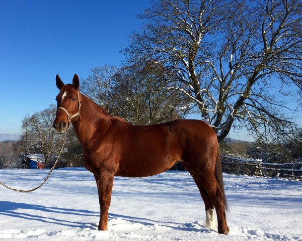 broodmare Wena Classic (Hanoverian, 1998, from Warkant)