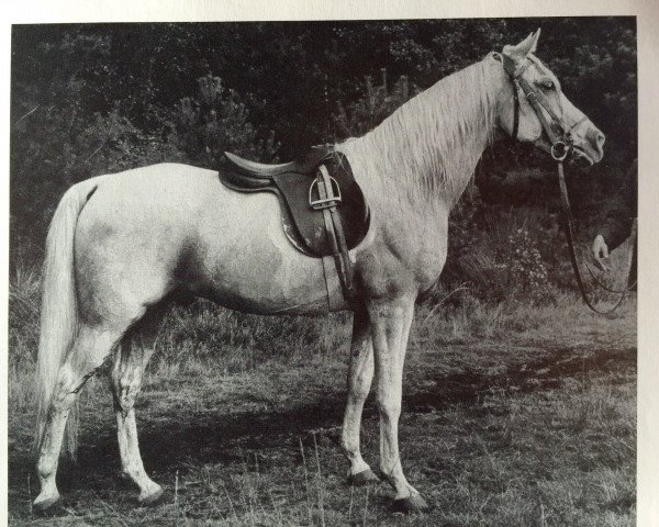 stallion Gazal (Shagya Arabian, 1956, from Gazal VII ShA)