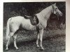 stallion Gazal (Shagya Arabian, 1956, from Gazal VII ShA)