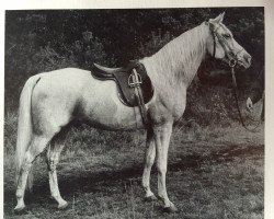 stallion Gazal (Shagya Arabian, 1956, from Gazal VII ShA)