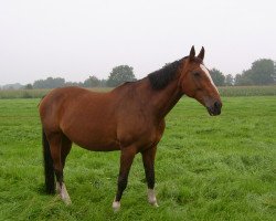 broodmare Ricada (Hanoverian, 1992, from Rio Branco)