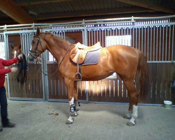 broodmare Coeur le Prix (Hanoverian, 2008, from Comte)