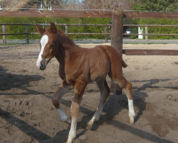 Springpferd Condor P (Hannoveraner, 2010, von Comte)