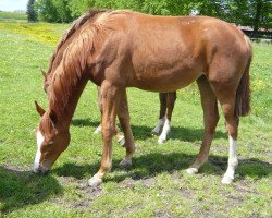 broodmare Coeur de la Bryére (Hanoverian, 2011, from Comte)