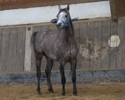 horse Erario (Arabian thoroughbred, 2013, from Esparto ox)