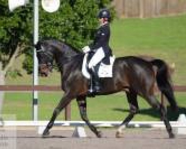 dressage horse Magnus Spero (Holsteiner, 2004, from APH Lubeck)