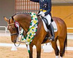 dressage horse Kh Arvan (Hanoverian, 1998, from Anamour)