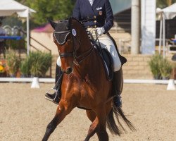 dressage horse Breanna (Hanoverian, 2000, from Brentano II)