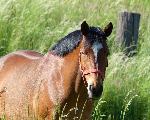 dressage horse Viscontessa (German Riding Pony, 2001, from Viktor)