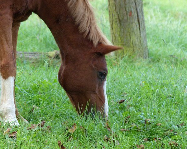 horse Dhazal (German Riding Pony, 1994, from Dagon 1972 ox)