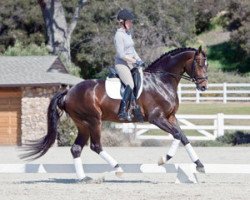 dressage horse Sanceo (Hannoveraner, 2006, from San Remo)