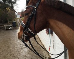 dressage horse Steendieks Calli (German Riding Pony, 2008, from Champion)