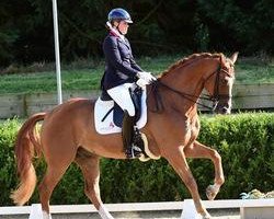 dressage horse Donauwein (Hanoverian, 2002, from Don Vino)