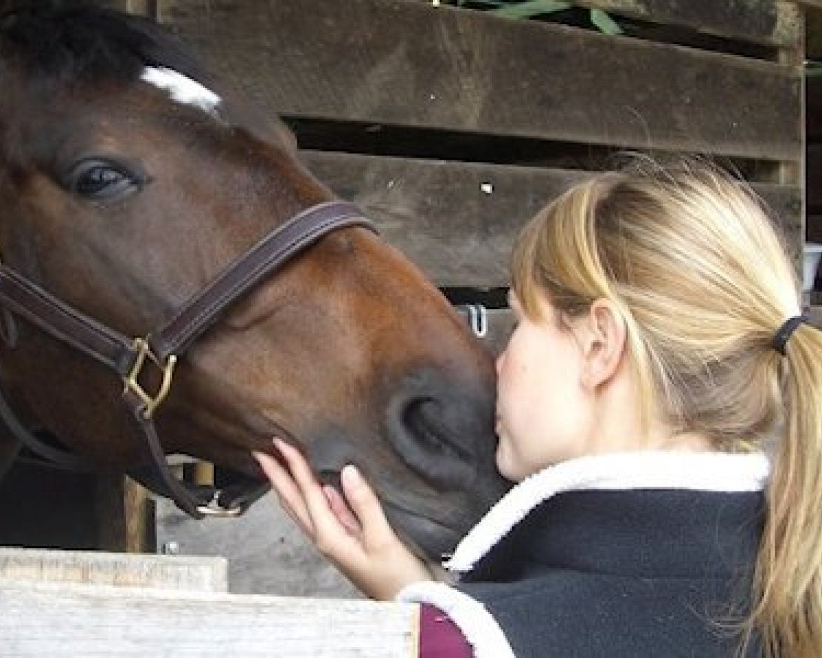 dressage horse Fabian J.s. (Hanoverian, 1999, from Feiner Graf)