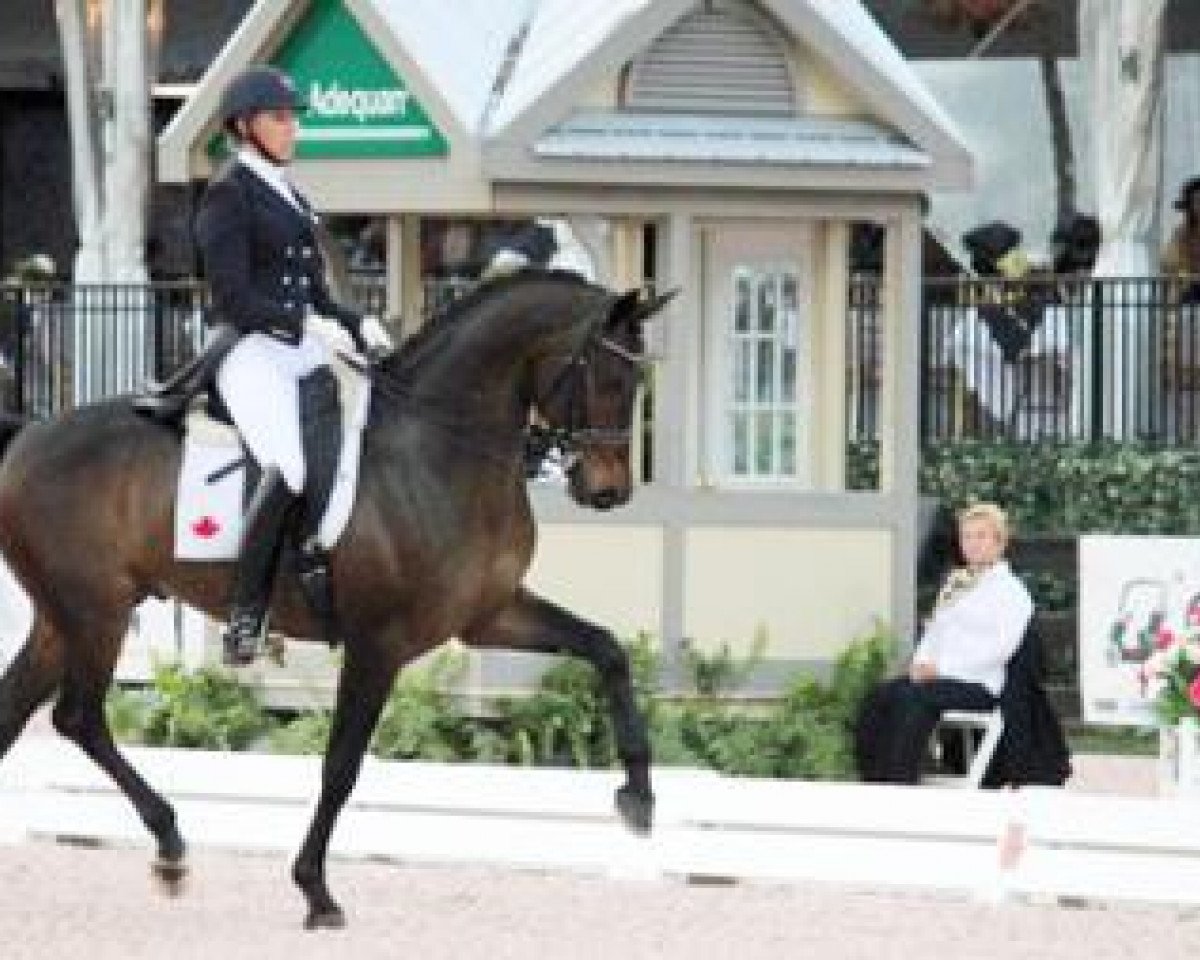 Dressurpferd Smeyers San D'Or (Westfale, 2006, von Sandro Hit)