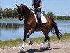 dressage horse Scholastica (Oldenburg, 2007, from Sir Donnerhall I)