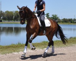 dressage horse Scholastica (Oldenburg, 2007, from Sir Donnerhall I)