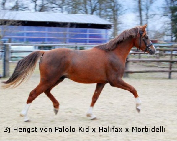 horse Hengst von Palolo (German Riding Pony, 2012, from Palolo Kid)