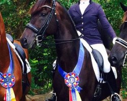 dressage horse Don Cartier (Rhinelander, 2007, from Don Schufro)