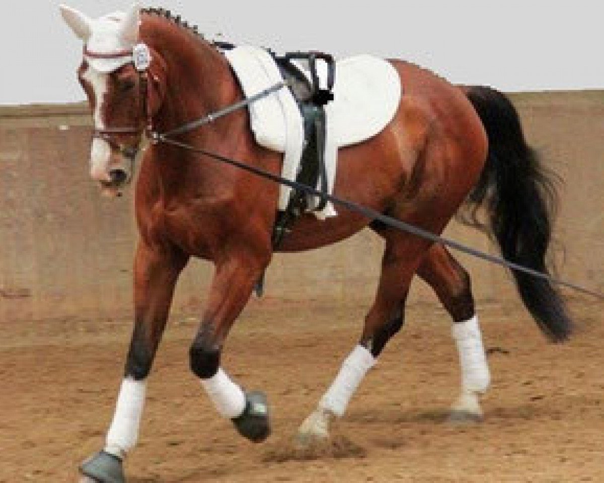 dressage horse Lago Maggiore 25 (Westphalian, 1999, from Lamoureux II)