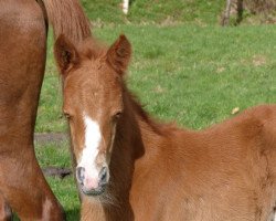 dressage horse Vinnie Vindrue (German Riding Pony, 2015, from Palolo Kid)