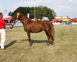 broodmare Victoria 212 (German Riding Pony, 2007, from Nuts)