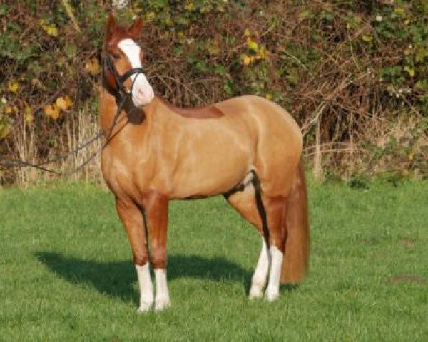 horse Philipp (German Riding Pony, 2012, from Palolo Kid)