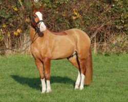 horse Philipp (German Riding Pony, 2012, from Palolo Kid)