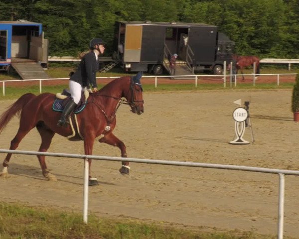 Reitturnier Heiligenwald 2020