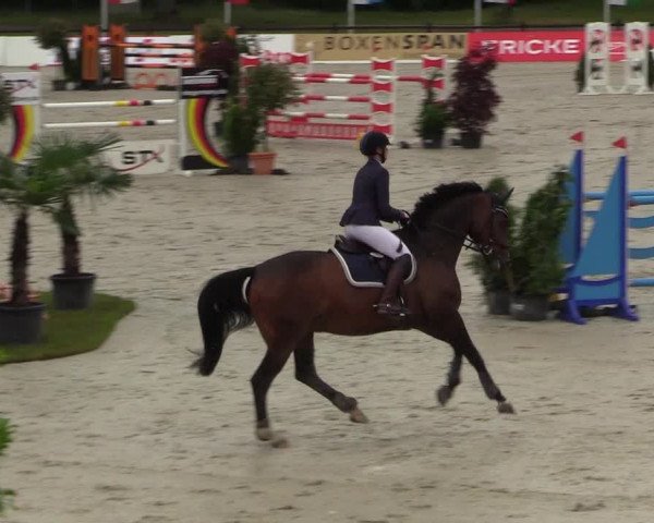 Reitturnier CSI** Westergellersen 2020