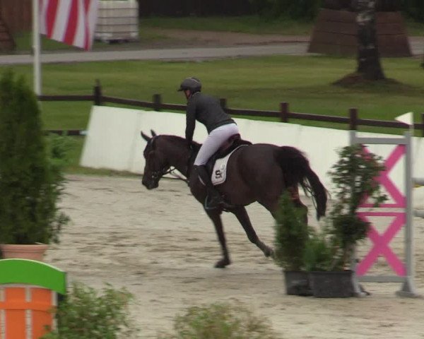 Reitturnier CSI** Westergellersen 2020