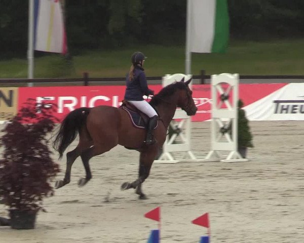 Reitturnier CSI** Westergellersen 2020