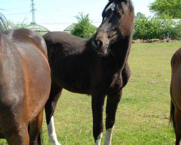 dressage horse Charming Stelios (Holsteiner, 2007, from Calato)