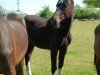 dressage horse Charming Stelios (Holsteiner, 2007, from Calato)