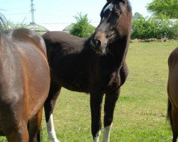 dressage horse Charming Stelios (Holsteiner, 2007, from Calato)