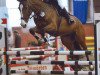 horse Larestan 2 (German Sport Horse, 2003, from Lagaro)