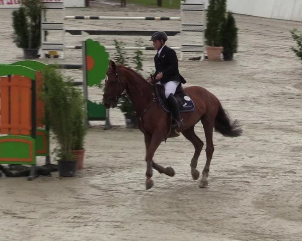 Reitturnier CSI** Westergellersen 2020