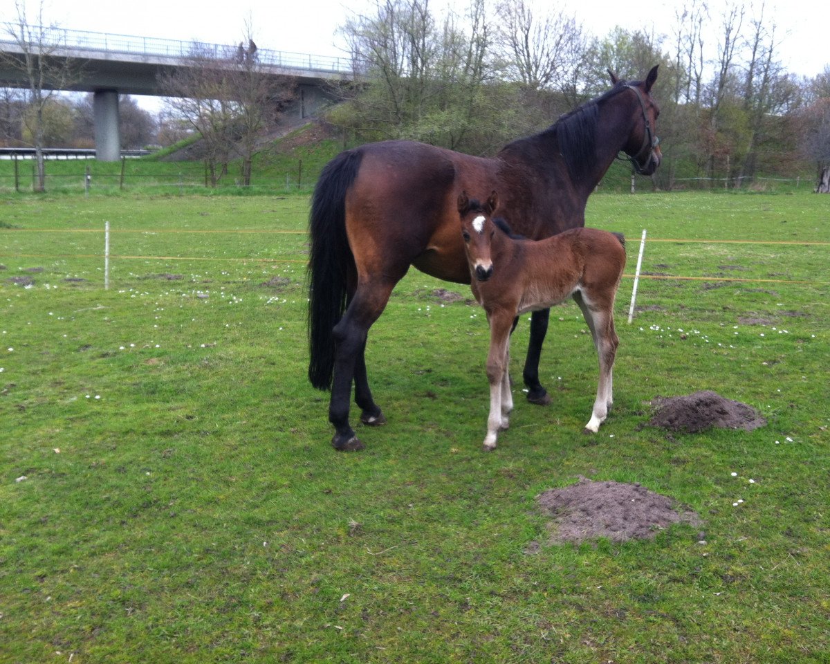 broodmare Quintera 5 (Mecklenburg, 2001, from Quincy Z)