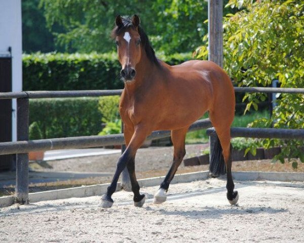 horse Escudo 27 (German Riding Pony, 2002, from Eldorrado)